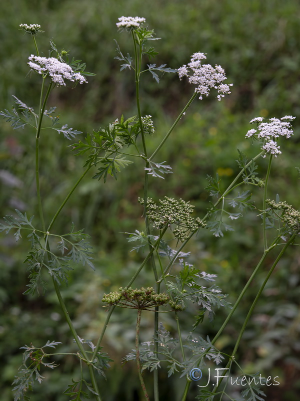 Aethusa cynapium cynapium.01