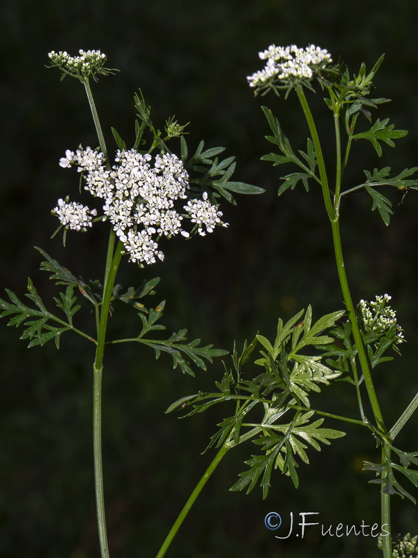 Aethusa cynapium cynapium.03