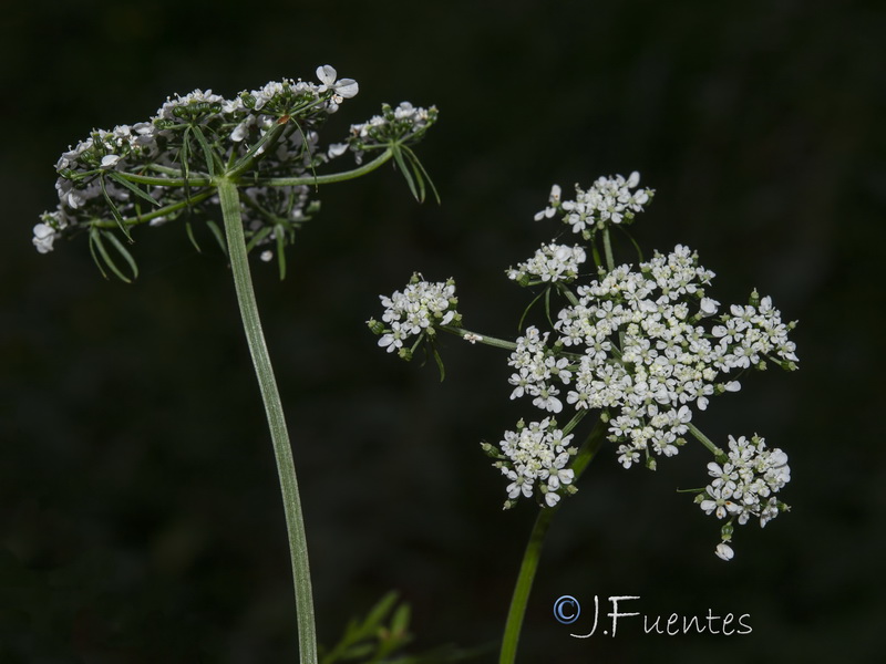 Aethusa cynapium cynapium.04
