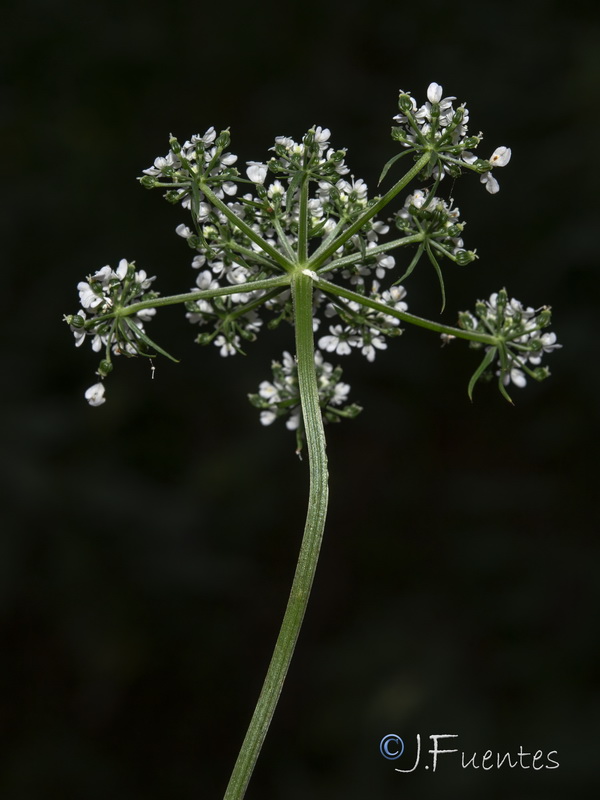 Aethusa cynapium cynapium.05
