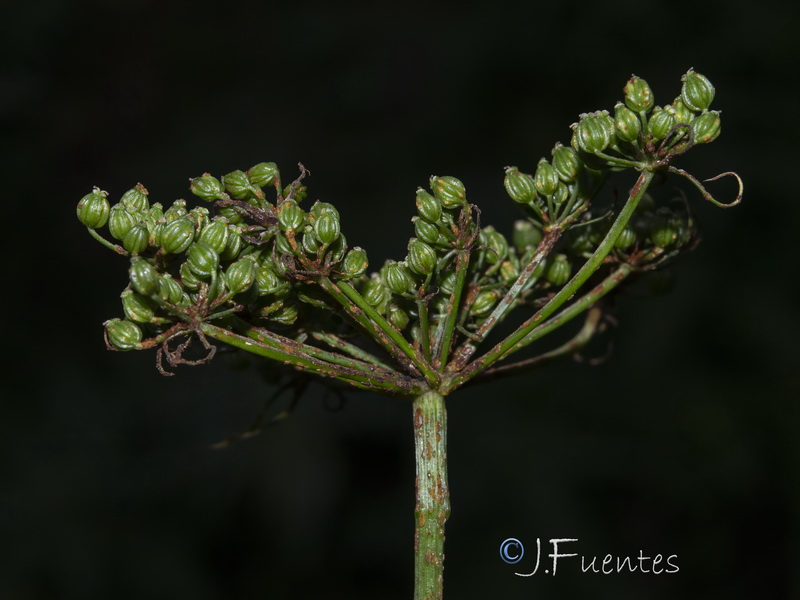 Aethusa cynapium cynapium.06