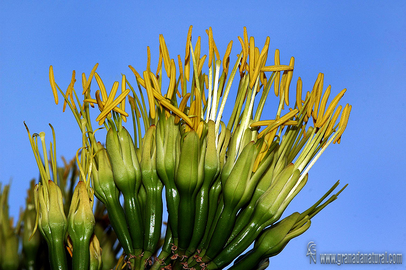 Agave americana