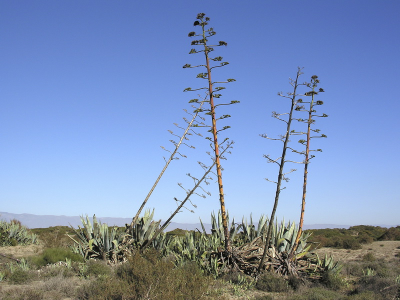 Agave americana.04