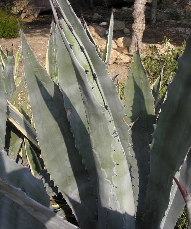 Agave americana.08