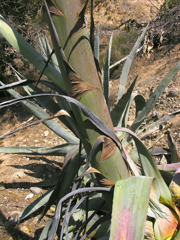 Agave americana.11
