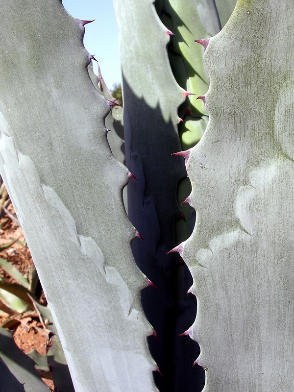 Agave americana.13