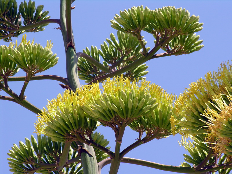 Agave americana.19