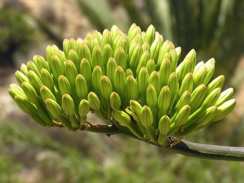 Agave americana.20