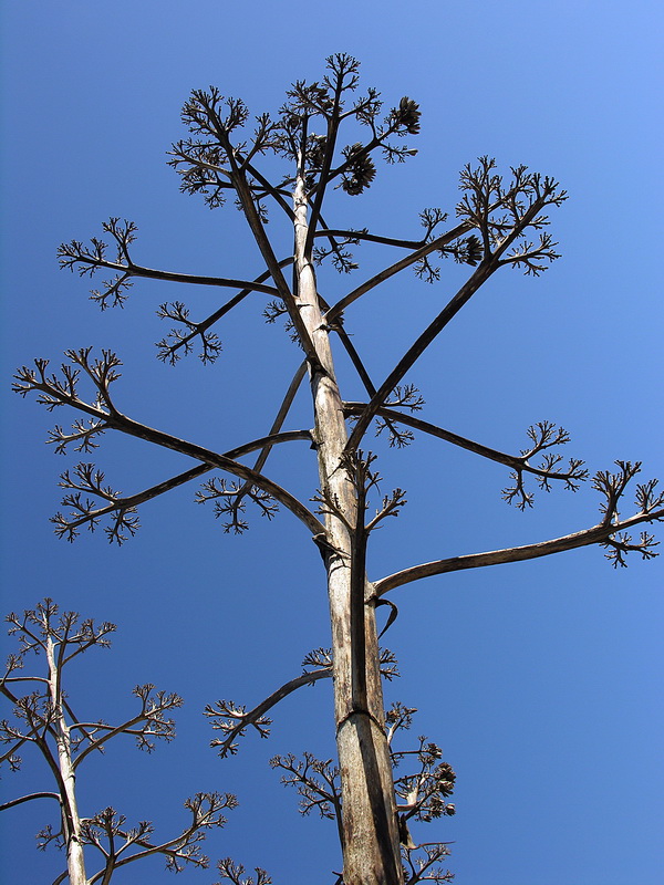 Agave americana.25