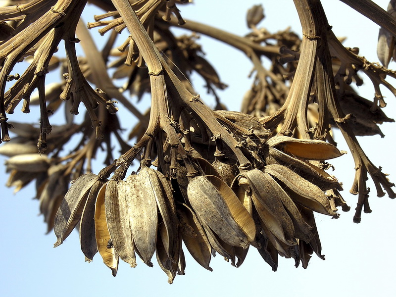 Agave americana.27