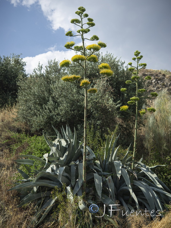 Agave americana.31