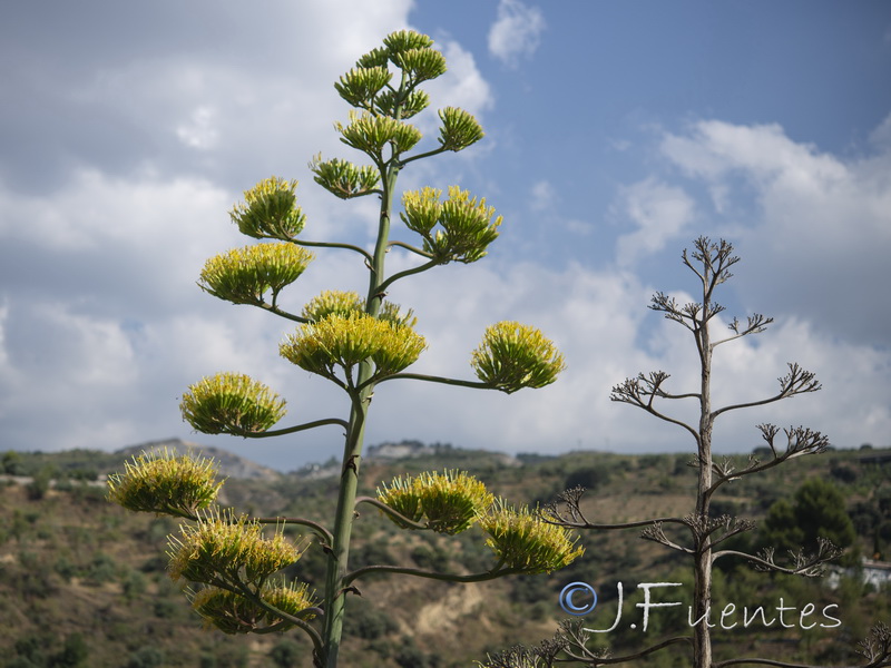 Agave americana.16
