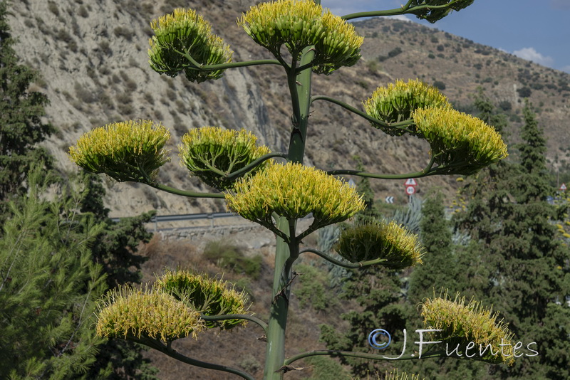 Agave americana.34
