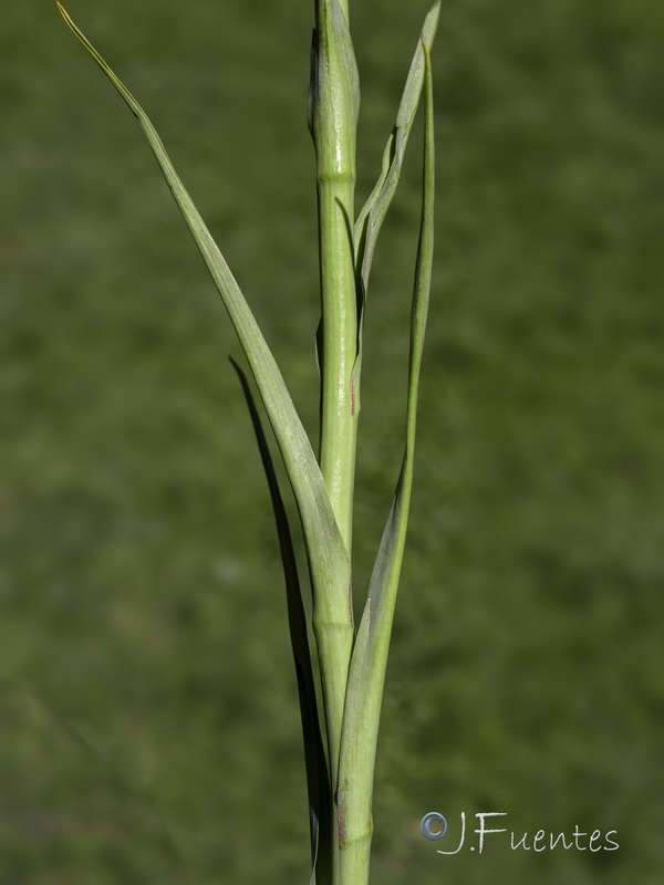 Agave amica.04