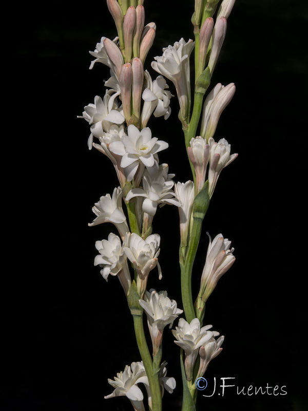 Agave amica.05