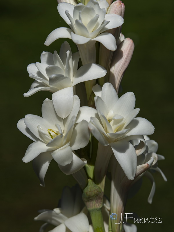 Agave amica.07