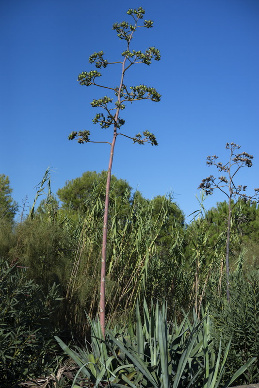 Agave angustifolia.01