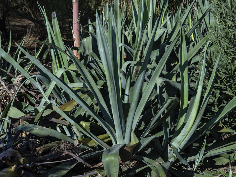Agave angustifolia.02
