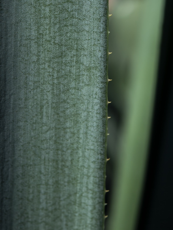 Agave angustifolia.05