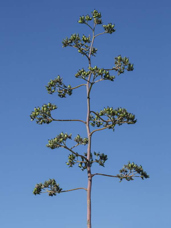 Agave angustifolia.06