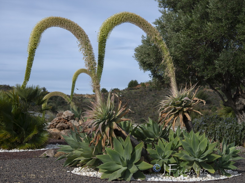 Agave attenuata.01