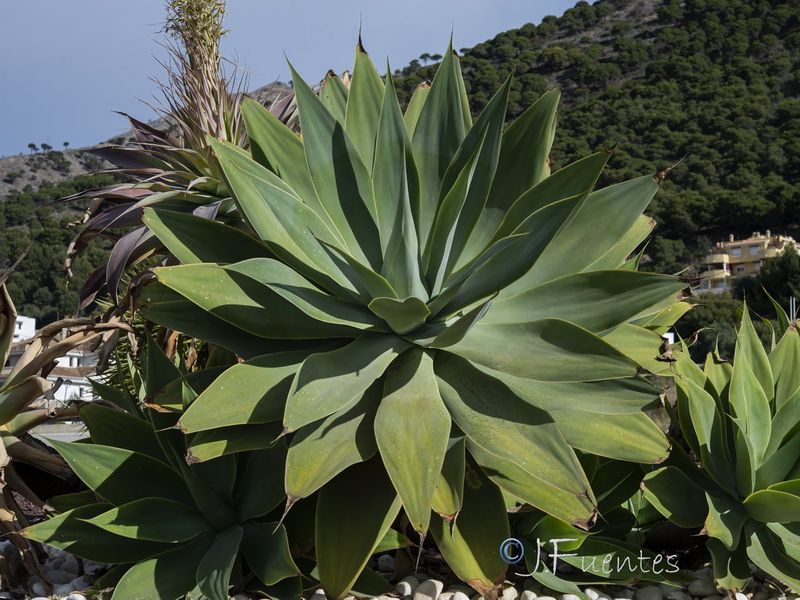 Agave attenuata.02