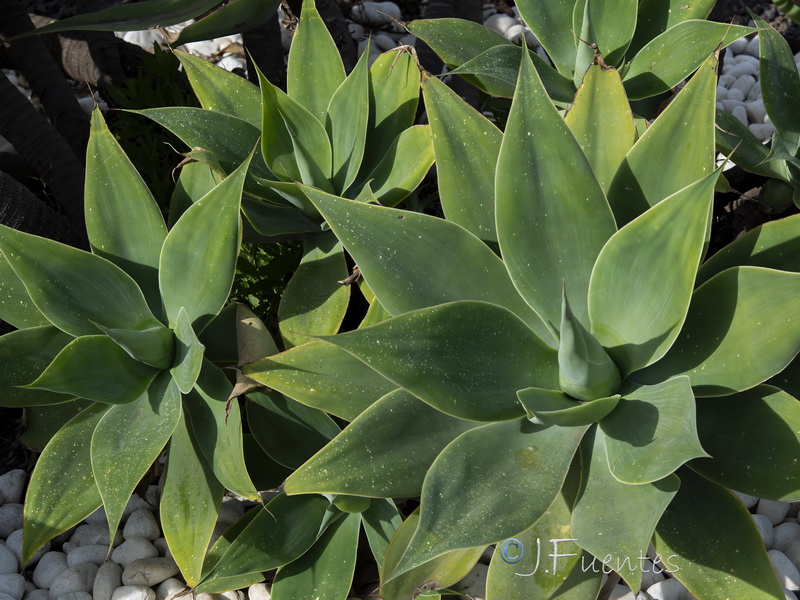 Agave attenuata.03