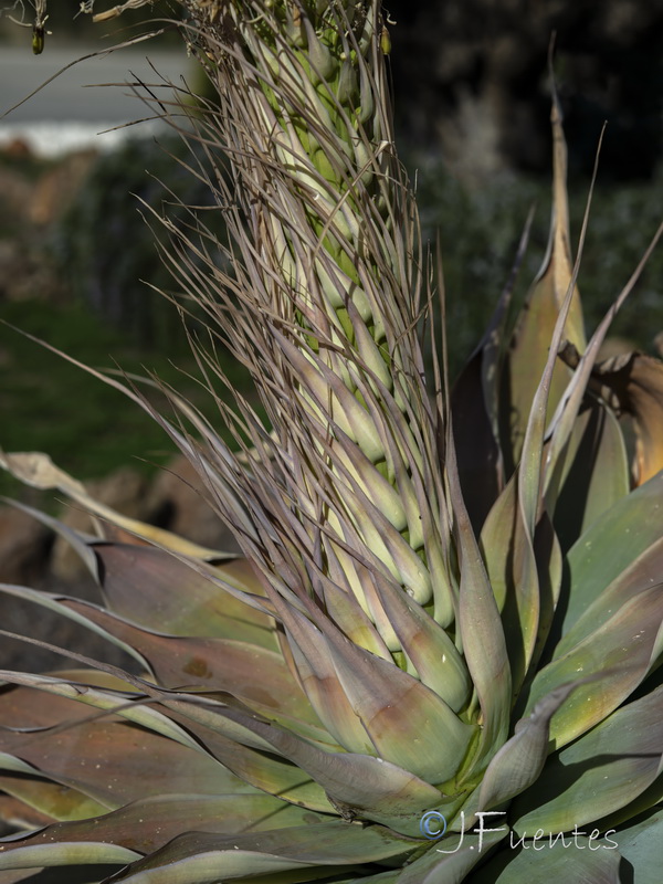 Agave attenuata.04