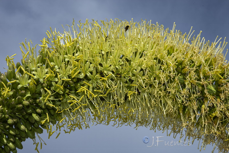 Agave attenuata.06