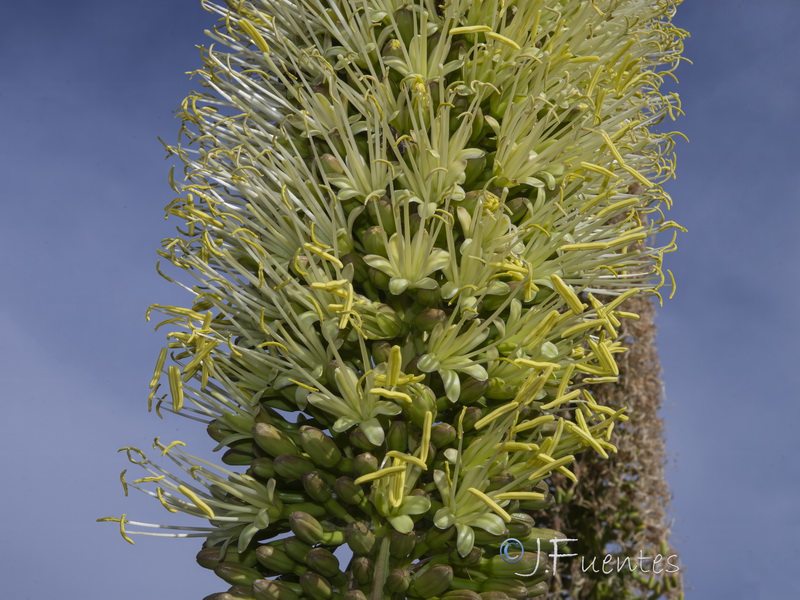 Agave attenuata.07