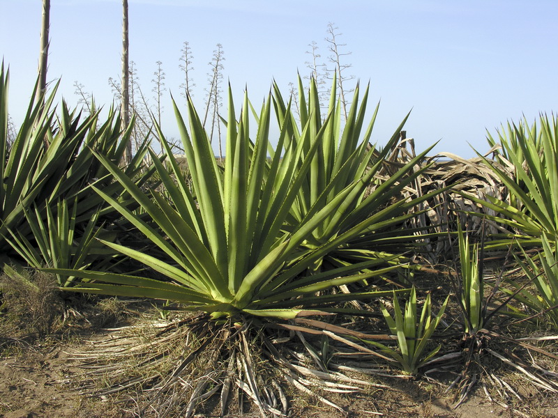 Agave fourcroydes.04