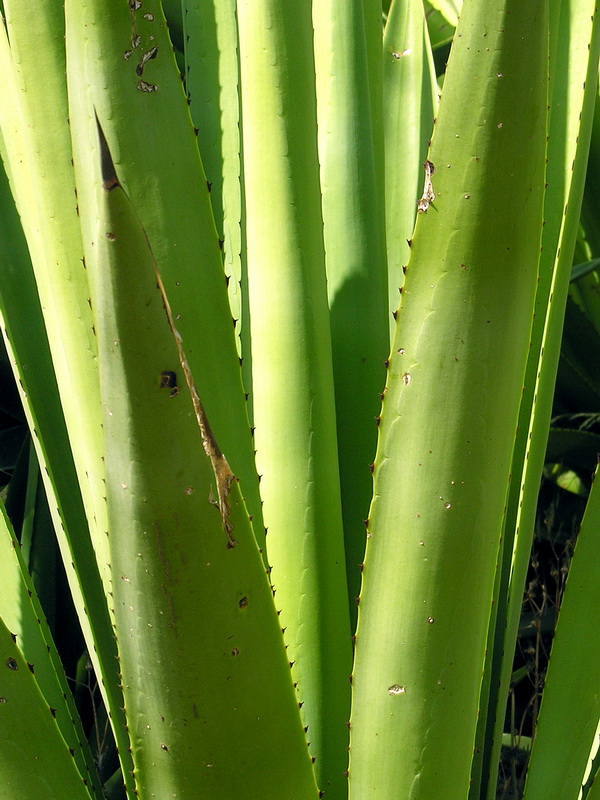 Agave fourcroydes.06