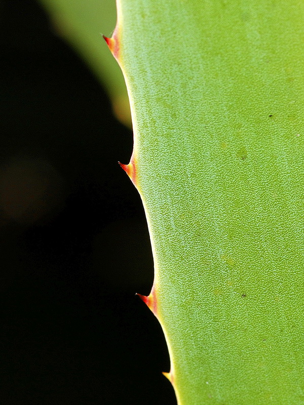 Agave fourcroydes.07