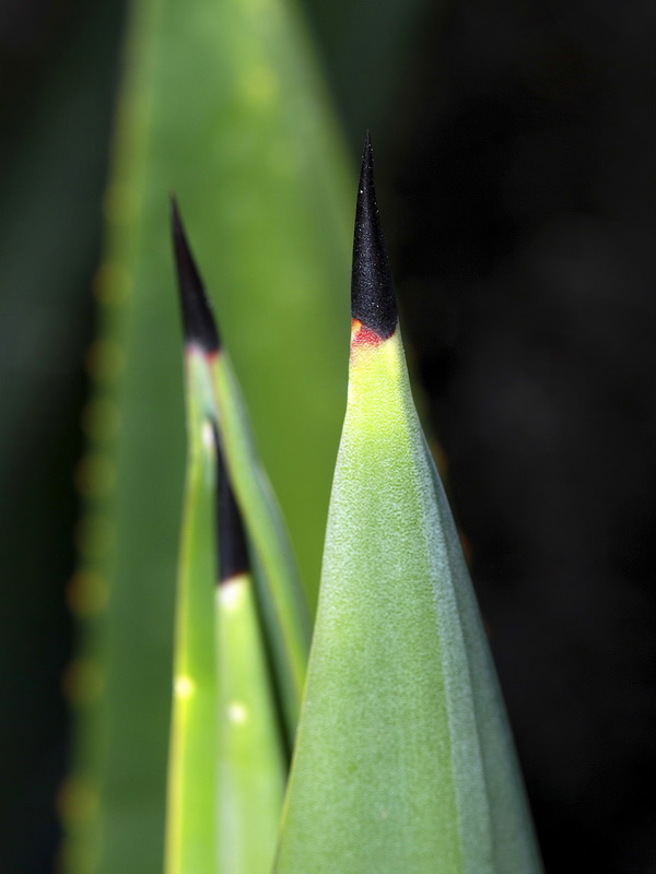 Agave fourcroydes.09