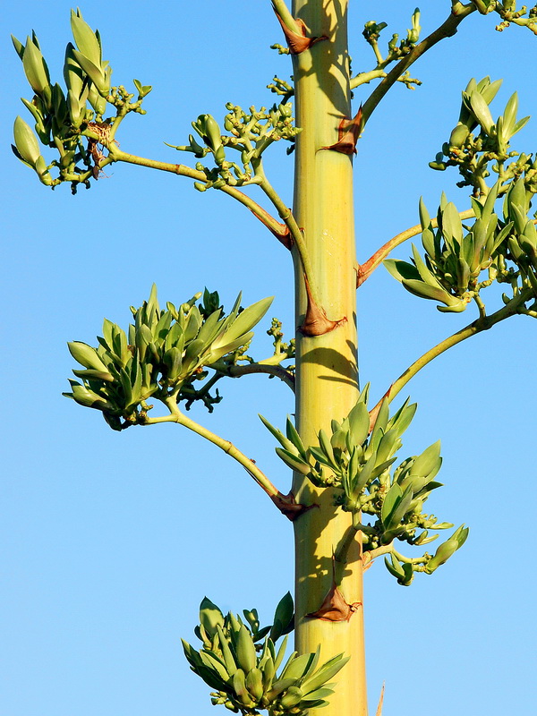 Agave fourcroydes.11