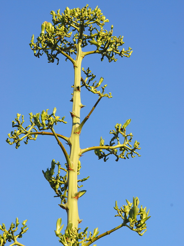 Agave fourcroydes.13