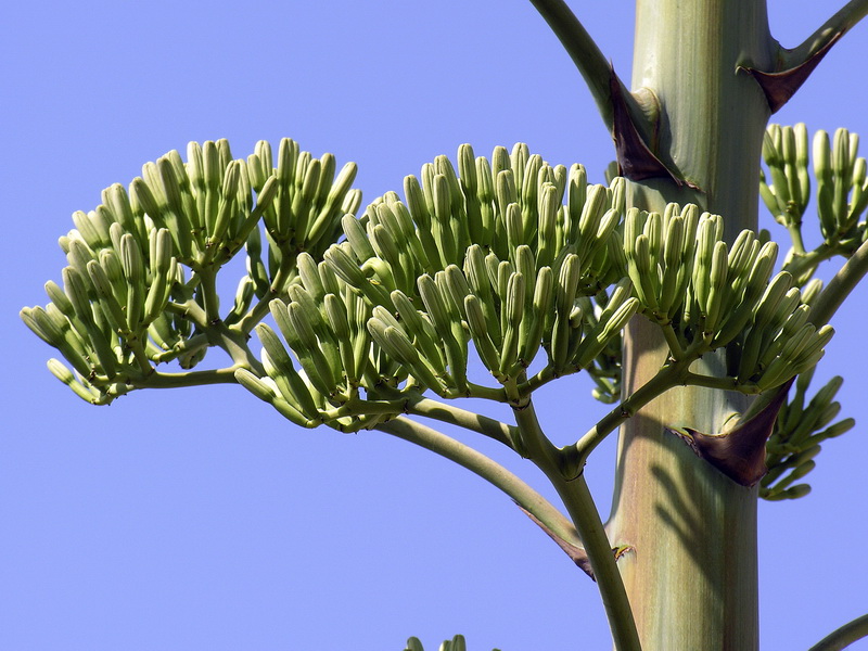 Agave fourcroydes.15