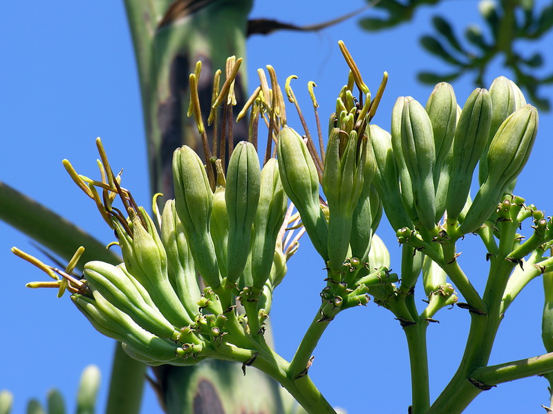 Agave fourcroydes.16