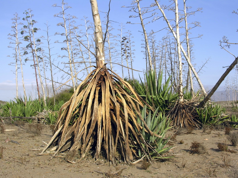 Agave fourcroydes.21