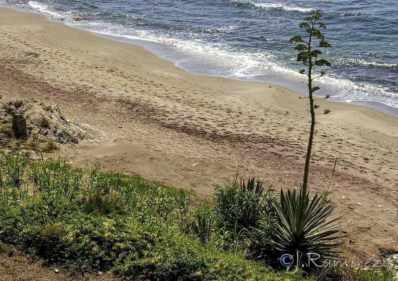 Agave fourcroydes .22