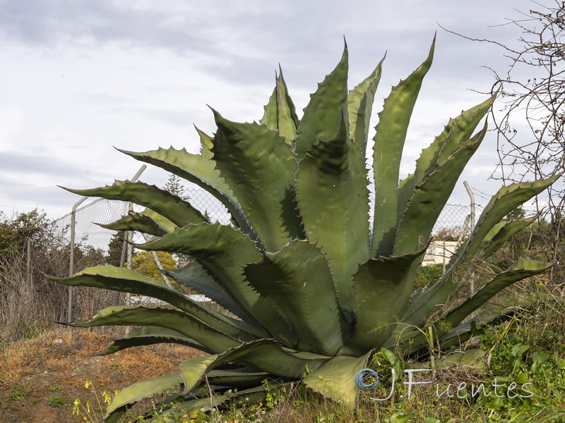 Agave salmiana.01