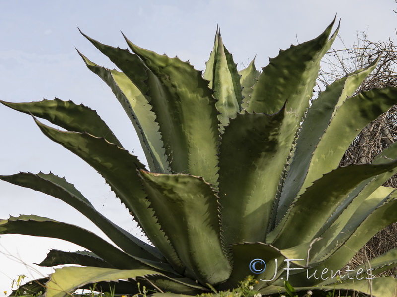 Agave salmiana.02