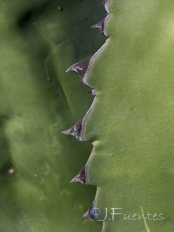 Agave salmiana.05