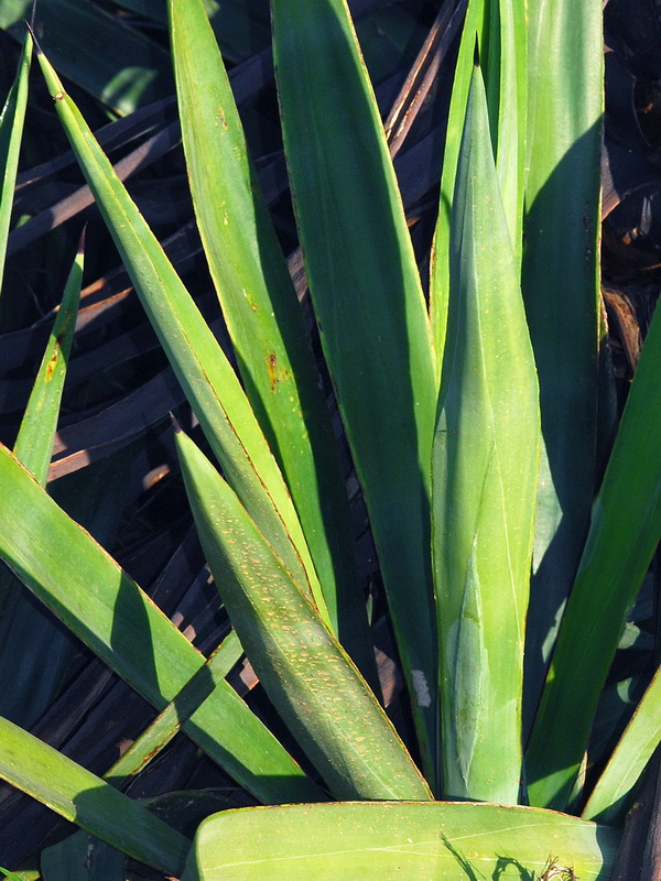 Agave sisalana.05