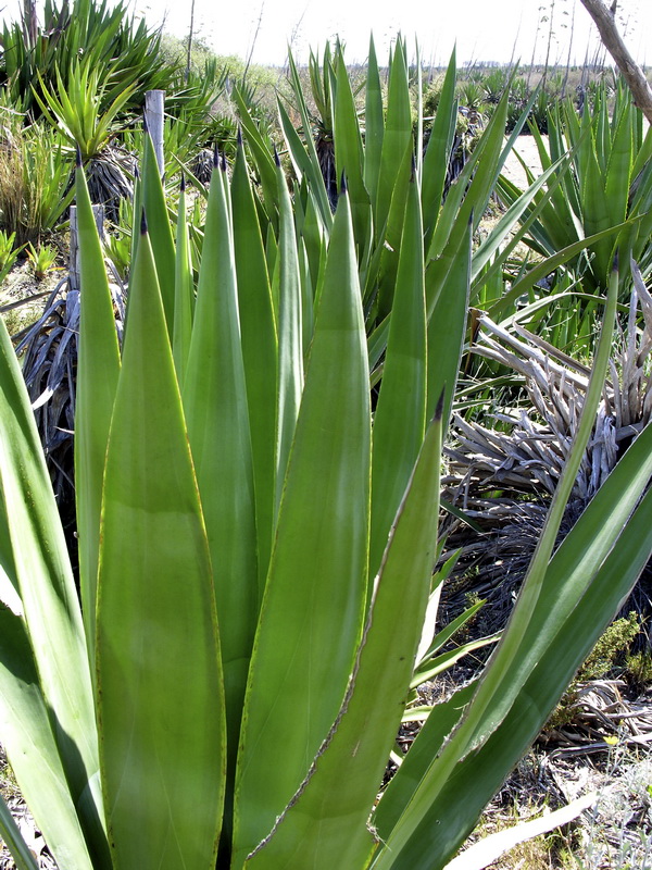 Agave sisalana.06