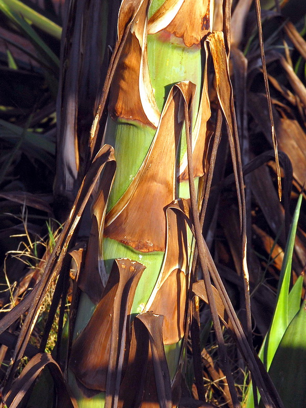 Agave sisalana.07