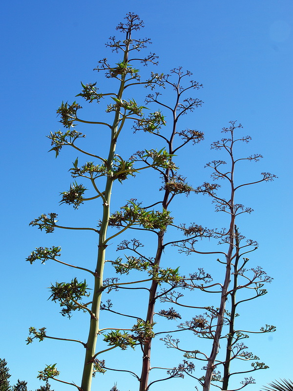 Agave sisalana.08