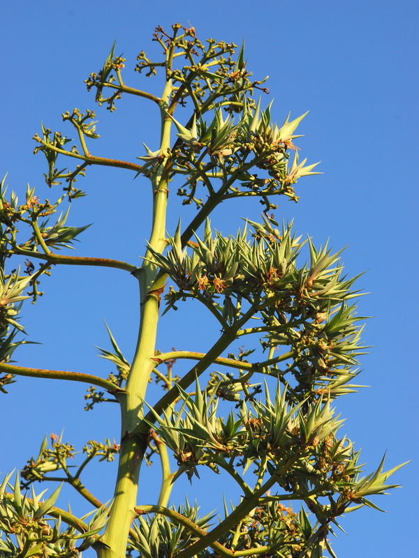 Agave sisalana.09