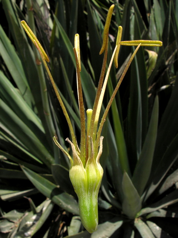 Agave sisalana.15