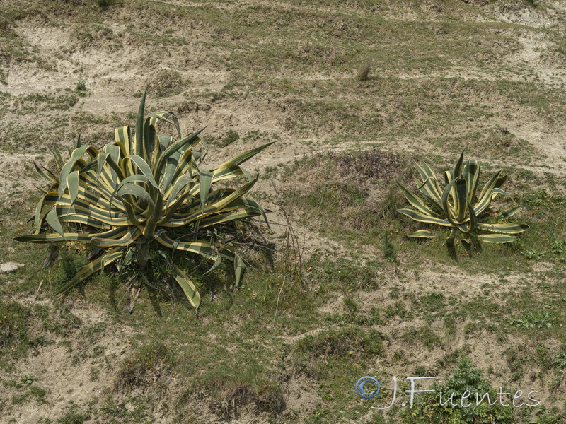 Agave variegata.02